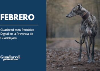Día Mundial del Galgo: descubre cómo adoptar un galgo y cambiar su vida