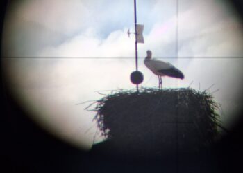 Por San Blas, la cigüeña verás: tradición, refranes y el anuncio del final del invierno