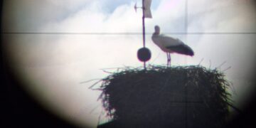 Por San Blas, la cigüeña verás: tradición, refranes y el anuncio del final del invierno