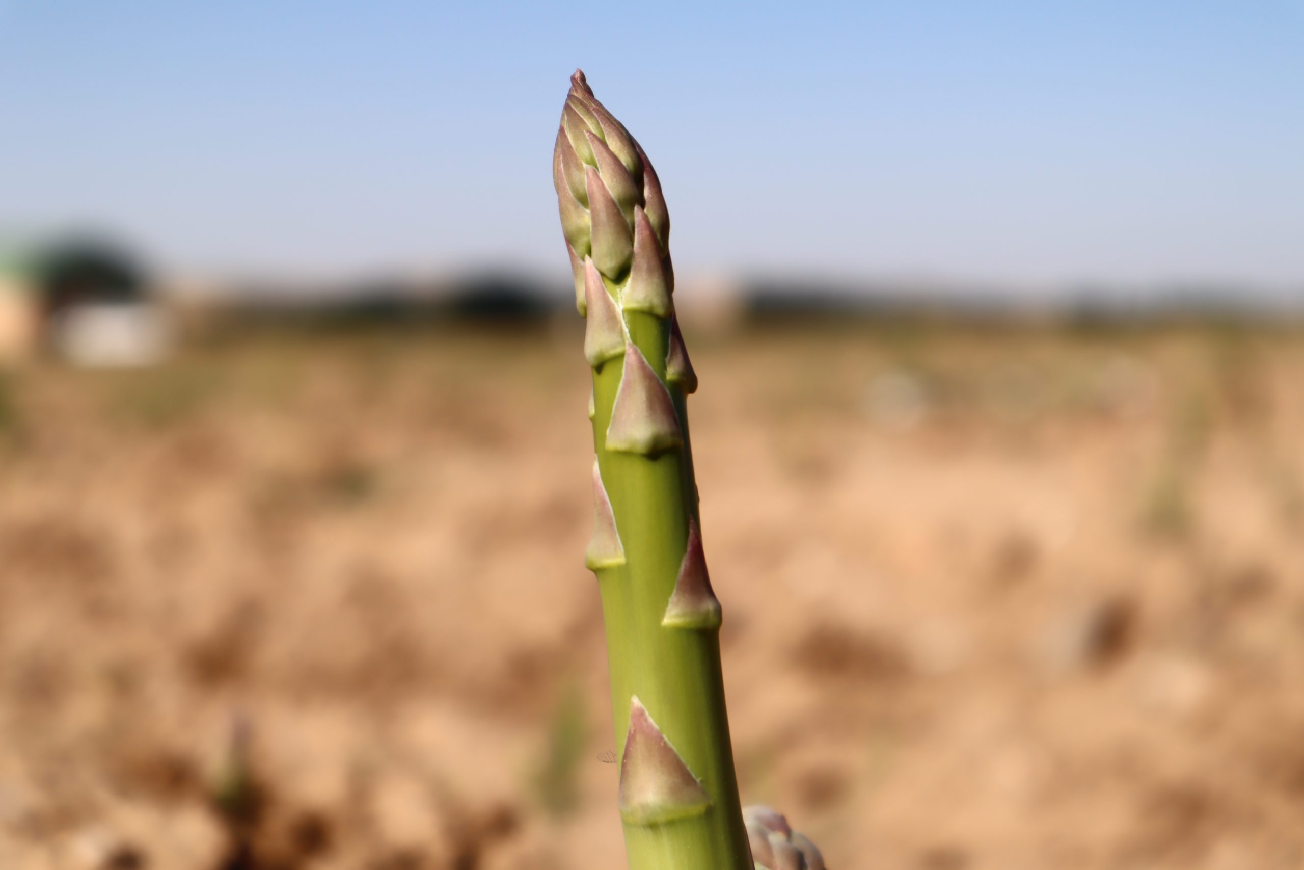 Agroseguro confirma que 2022 estuvo marcado por la sequía y daños de fauna en Guadalajara