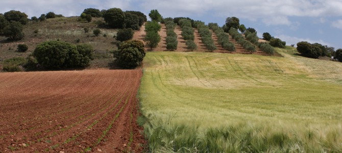 Agroseguro confirma que 2022 estuvo marcado por la sequía y daños de fauna en Guadalajara