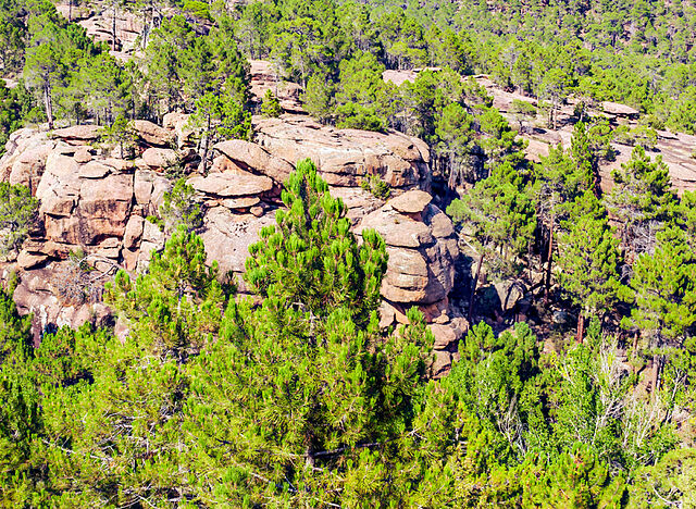  Un proyecto promueve industria maderera sostenible para fijar población rural en Orea (Guadalajara) y Orihuela del Tremedal (Teruel)