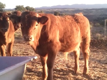  PROVACUNO impulsa Beef Place en Meat Attraction para potenciar las exportaciones de Carne de Vacuno