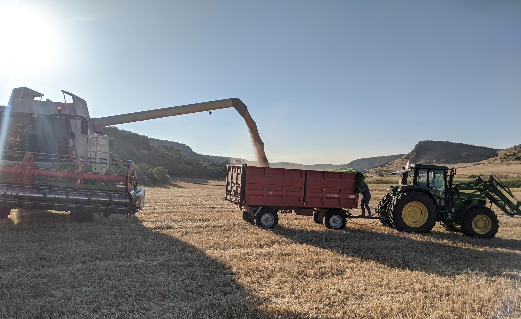 Francisco Larrad. Cosecha de cereal en las Salinas de Armallá