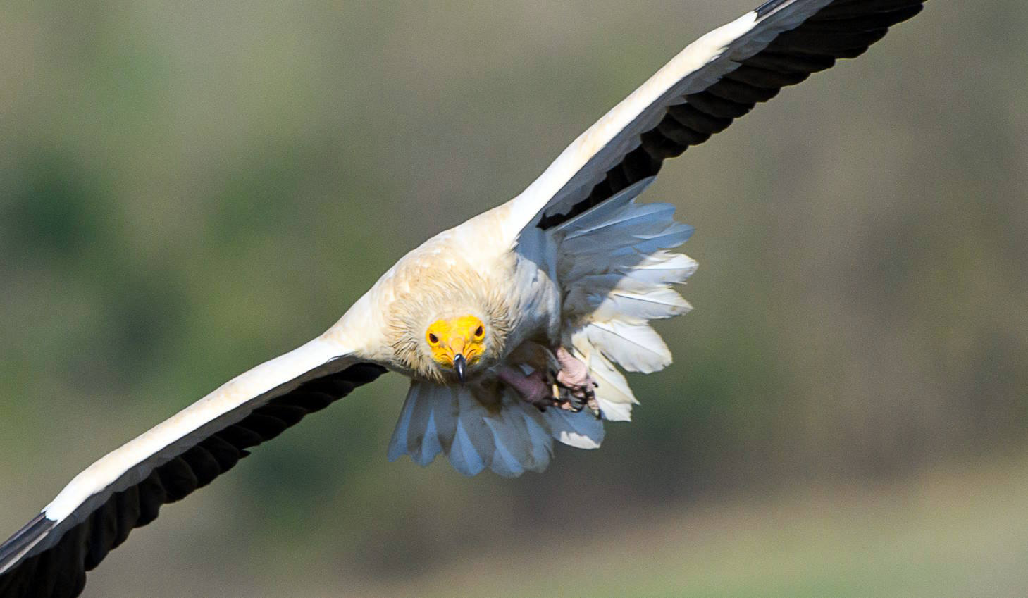 Feria NATURTAJO 2024