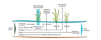 FADETA Impulsa Proyecto de Filtros Verdes para Tratamiento de Aguas Residuales en Guadalajara