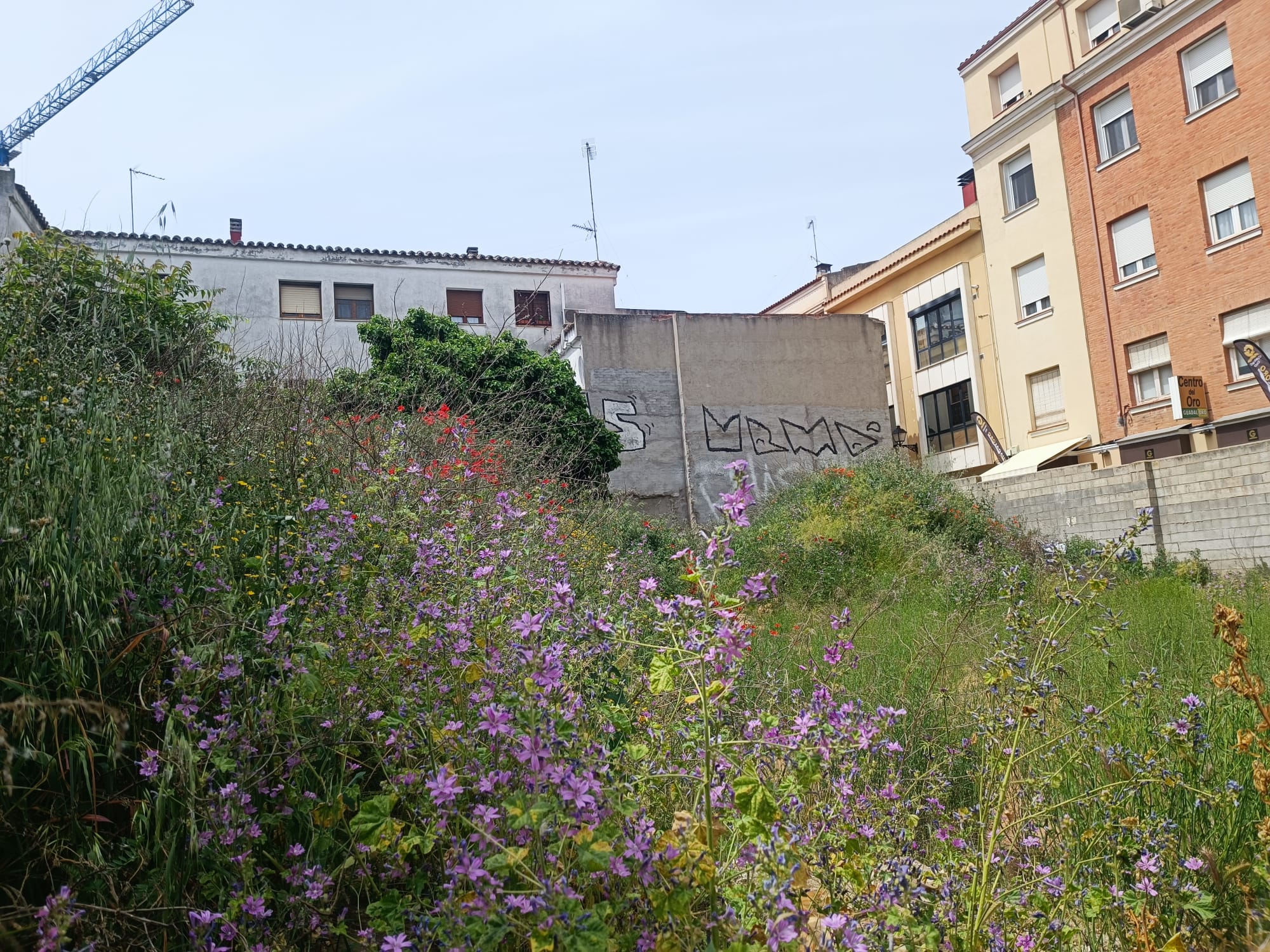 Obligación de Mantener Solares Urbanos Limpios y Seguros - Ayuntamiento Advierte Sanciones