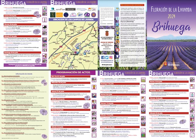 Floración de la Lavanda 2024 en Brihuega