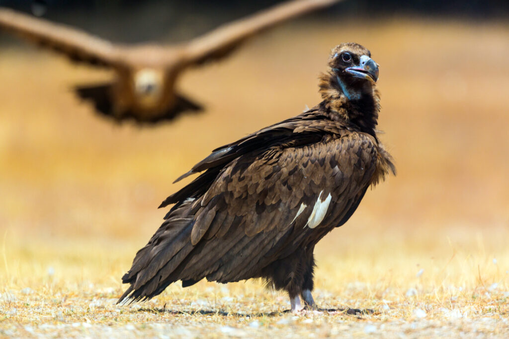 Liberación de Cuatro Buitres Negros en el Alto Tajo: Un Paso Más en la Reintroducción de la Especie en Castilla-La Mancha
