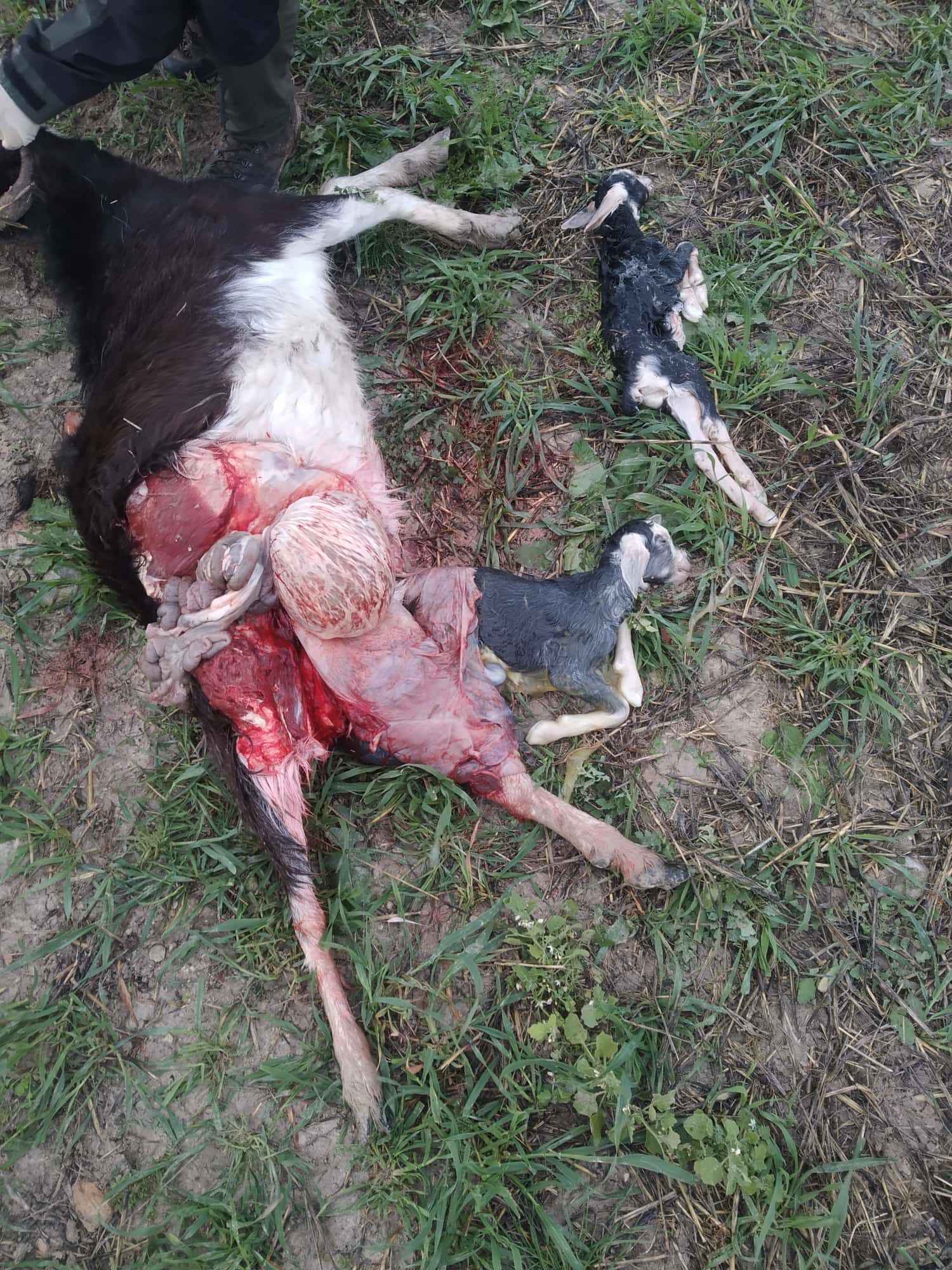 APAG denuncia falta de apoyo del Gobierno regional a los ganaderos de la Sierra Norte