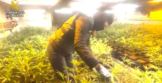 10 detenidos por tráfico de marihuana y defraudación de fluido eléctrico