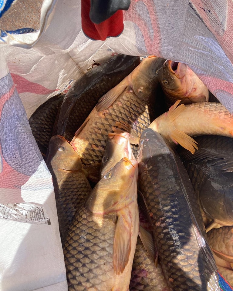 Emergencia ambiental en Sacedón: miles de carpas atrapadas tras cierre del canal Entrepeñas-Buendía