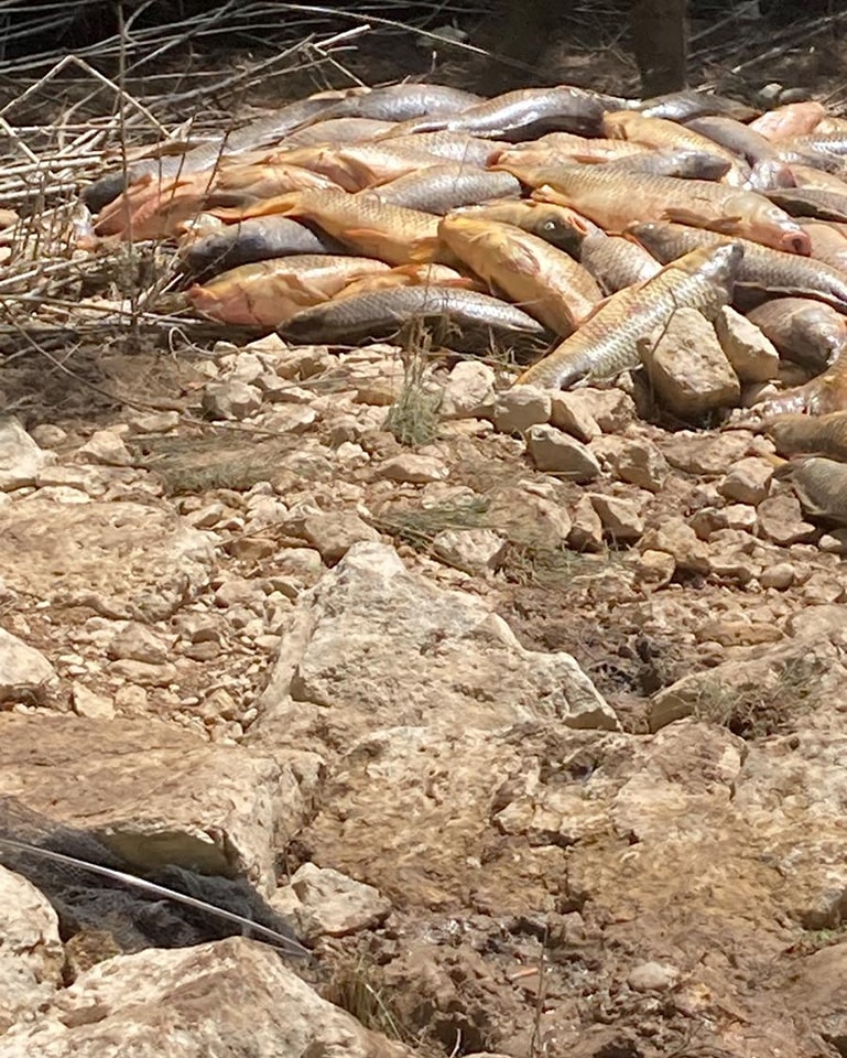 Emergencia ambiental en Sacedón: miles de carpas atrapadas tras cierre del canal Entrepeñas-Buendía