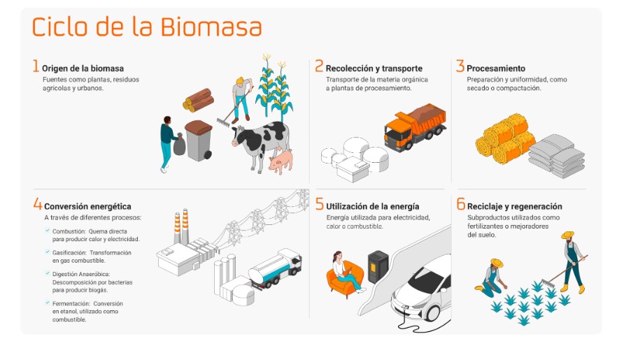 ¿Cómo se transforma la biomasa en energía?