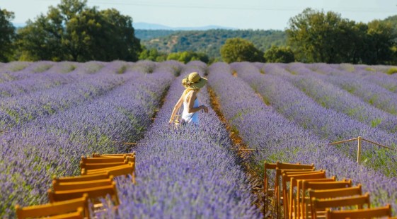 Festival de la Lavanda 