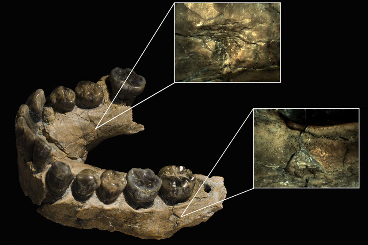 Un nuevo descubrimiento cambia lo que sabíamos sobre el Homo habilis